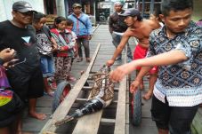 Buaya 2 Meter Dievakuasi...