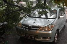 Hujan Badai, Pohon-Pohon...