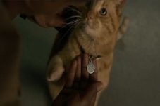 Menjawab Misteri Kucing...