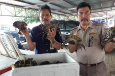 Ribuan Kepiting Bertelur...