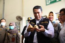 Ekspor Anak Ayam Ke...