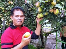 Kementan Fokus Kembangkan...