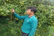 Harga Jeruk Turun Jelang...