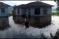 Ratusan Hektar Sawah...