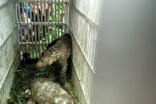 Macan Tutul yang Kerap...