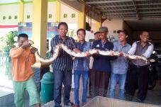 Warga Sidoarjo Tangkap...
