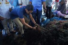 Para Petani Rumput Laut...