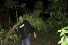 TNI Temukan 1 Hektare...