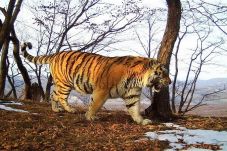 Harimau Ini Minta Bantuan...