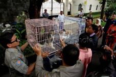 Tangani Rabies, Anies...