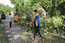Angin Ribut, Pohon Tumbang...
