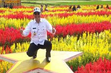 Viral, Kebun Bunga Celosia...
