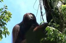 Orangutan Tercerdas...