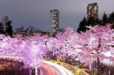 Bunga Sakura Mekar Lebih...
