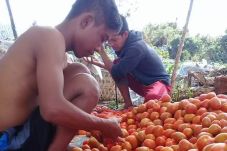 Iklim Tak Menentu Petani...