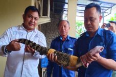 Petugas BBKSDA Jatim...