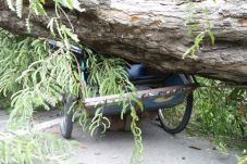 Angin Kencang, Pohon...