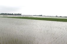 Di Banten 385 Hektare...