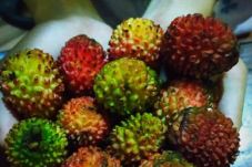 Buah Ramanas Mirip Rambutan,...