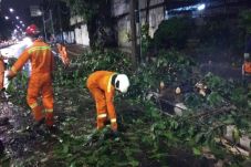 Pohon Tumbang Timpa...