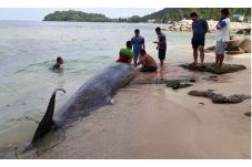 Ikan Paus Mati Terdampar...
