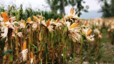 Mulai Panen Raya, Jateng...