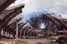 Asal Mula Suku Toraja...