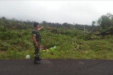 Hutan di Taman Nasional...