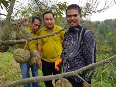 Durian Lokal Diyakini...