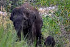 Populasi Gajah Mengkhawatirkan,...