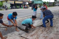 Ular Piton Sepanjang...