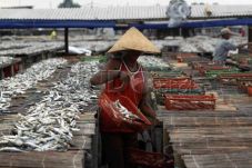 IPB Sebut Ikan dari...