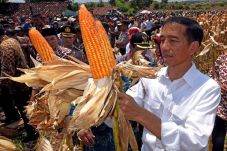 Soal Impor Jagung, Pengamat...
