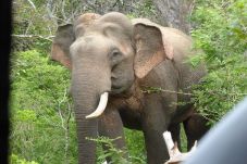 Terlalu Banyak, Gajah...