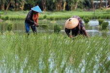 Kementan Yakin Madura...