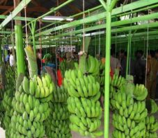 Kementan Dorong Swasta...