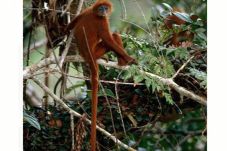 Monyet Merah Langka...