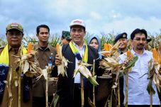 Amran Panen Jagung Seluas...