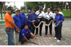 Mangsa Ayam, Ular Piton...