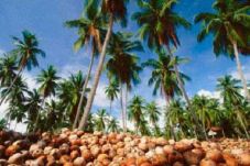 RI Penghasil Kelapa...