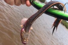 Ikan Horor Bergigi Setajam...