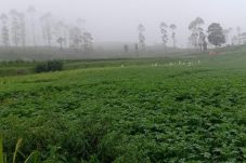 Petani Dieng Sambut...