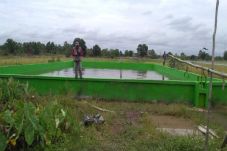 Petani Kapuas Manfaatkan...