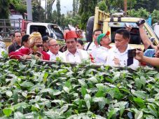 Ingin Kopi Toraja Makin...