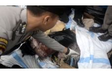 900 Kg Daging Celeng...