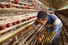 Harga Daging Ayam Stabil,...