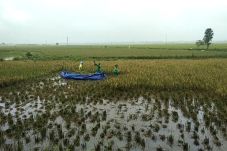 Lahan Sawah Terdampak...