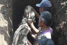 Terkubur 31 Tahun, Jasad...