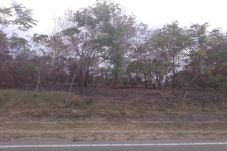 Pelaku Pembakaran Hutan...