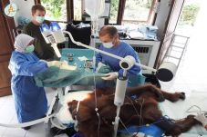 Hope, Orangutan Indonesia...
